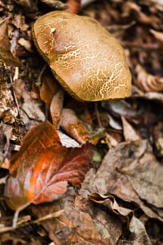 Mushroom and fallen beechleaves in autumn 