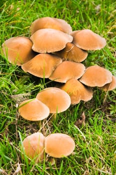 Group of mushrooms in grass in autumn