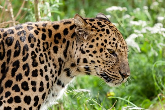 Profile Head Shot of Back Lit Amur Leopard Panthera Pardus Orientalis