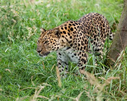 Amur Leopard Prowling through Long Grass Panthera Pardus Orientalis