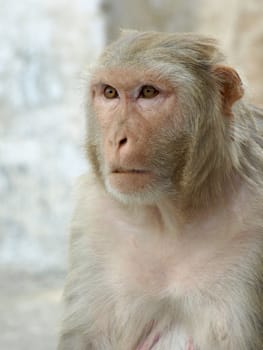 Portrait of monkey from india, summer 2011