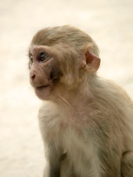 Portrait of  little monkey from india in summer