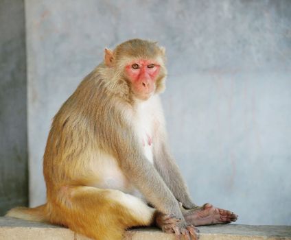 Portrait of monkey from india, summer 2011