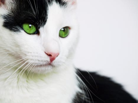 Black and white cat with bright green eyes