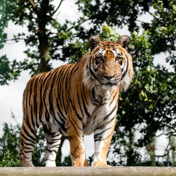 Mature Bengal Tiger Standing on Wooden Platform Panthera Tigris