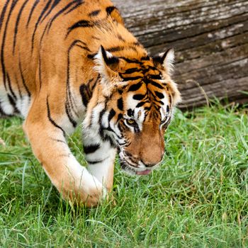 Bengal Tiger Searching for Something in Grass Panthera Tigris