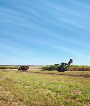 Australian rural agriculture sugarcane harvesting in spring with cloudy blue sky background
