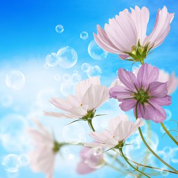 Decorative garden flowers upon blue sky background