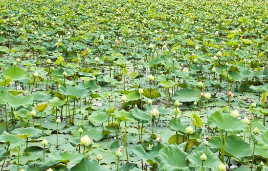 Stock Photo: Lotus pond scenery