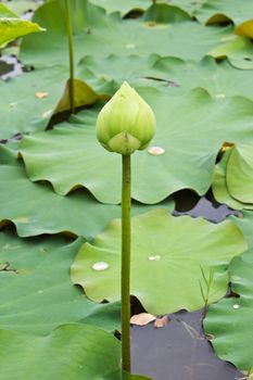 Lotus buds in a lotus pond.
