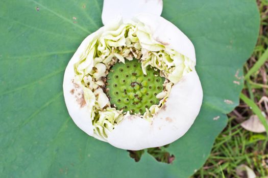Young green lotus seed in lotus