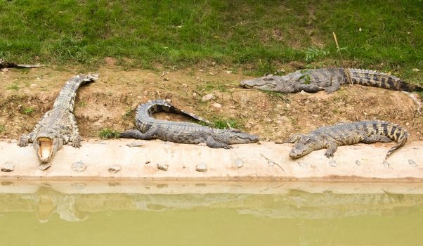 Many crocodiles sunlight beside the pond.