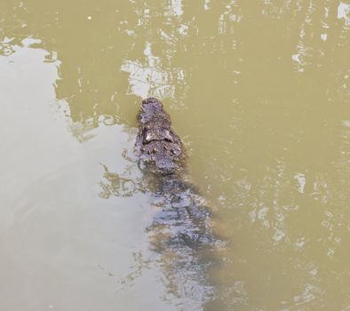 A closeup photo of a crocodile
