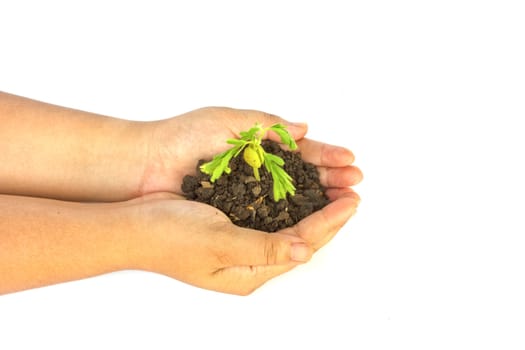 Hand holding a small plant