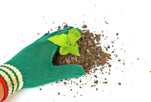 Hand holding a small plant