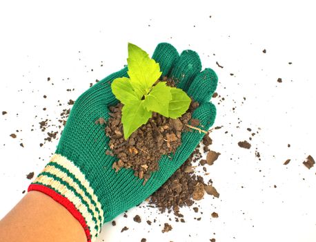 Hand holding a small plant