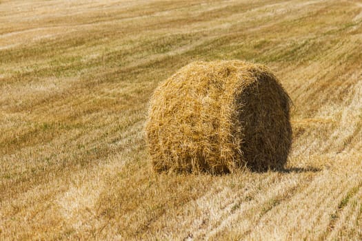 The rolls of straw in the summer on the field