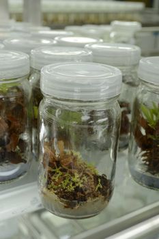 experiment of plant tissue culture in the laboratory