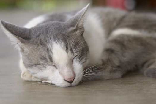 portrait of close up sleeping cute cat