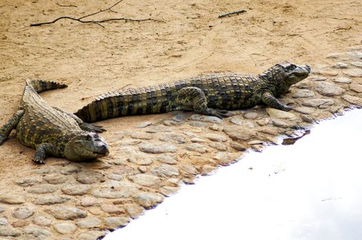 A species of crocodile that lives in lakes and rivers in various parts of the world