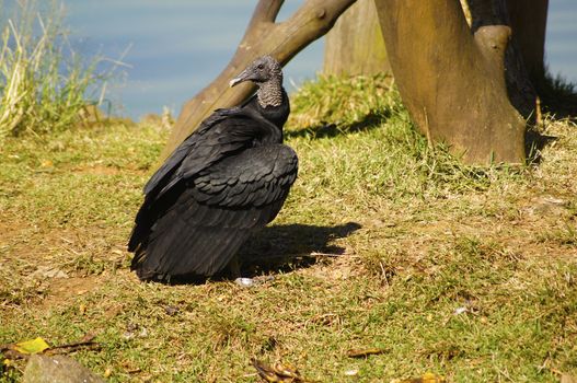 Common bird found in various parts of the world that has the purpose of eating the remains of dead animals