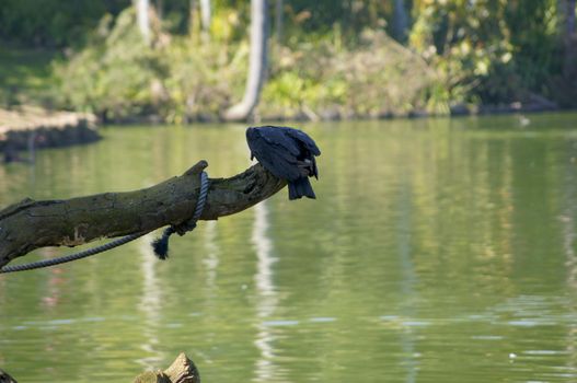 Common bird found in various parts of the world that has the purpose of eating the remains of dead animals