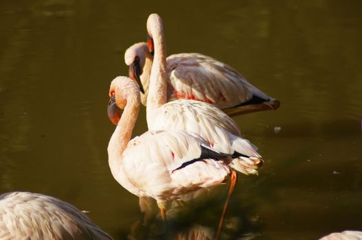 Flamingo, species are recognized by most sources, and these are generally placed in one genus