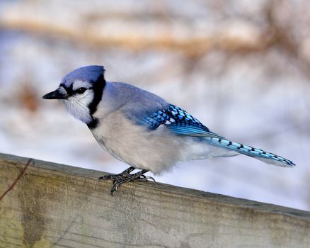 Blue Jay perched on a wooden fence.