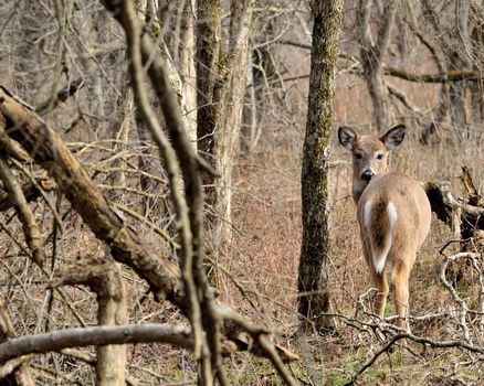 Whitetail Deer Doe standing in the woods.