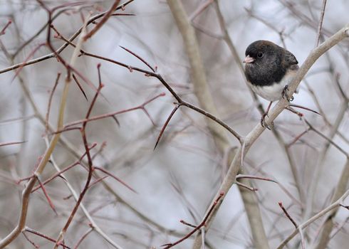 Slate-colored Junco perched on a tree branch.