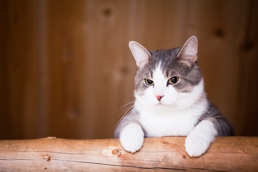 Cat watching something with a lazy position