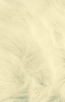 White Fur texture and background close-up