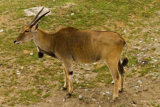 Roe deer in the wild