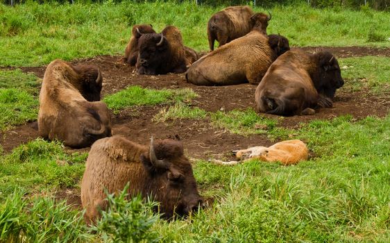Bison resting in the nature