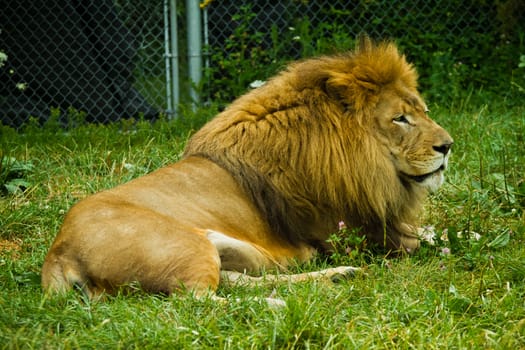 Adult lion