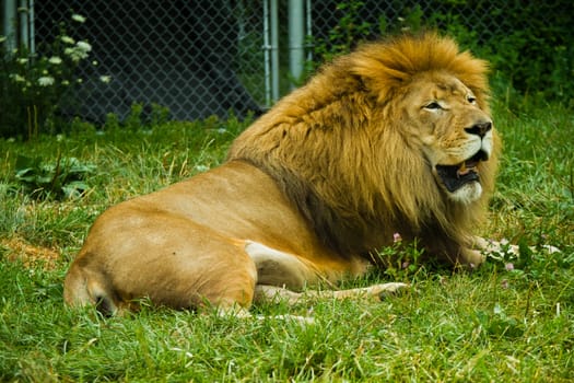 Adult lion