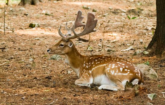 Fallow deer in forest