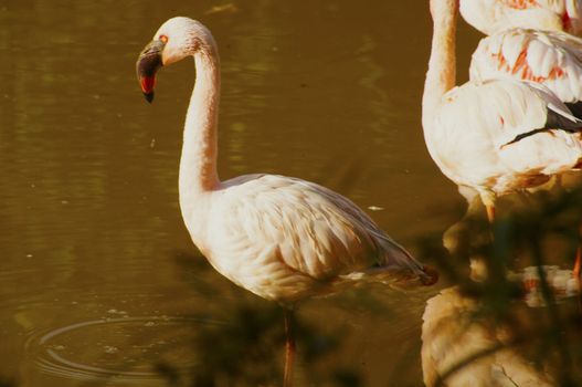 Flamingo, species are recognized by most sources, and these are generally placed in one genus