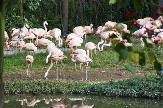 Flamingo, species are recognized by most sources, and these are generally placed in one genus