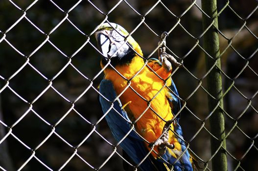 Brazil is the country with the largest number of representatives of the family Psittacidae, being named from the time of the discovery as "Land of Parrots."