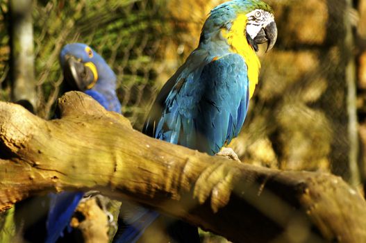 Brazil finds itself at an advantage before the biodiversity of birds that make their territory