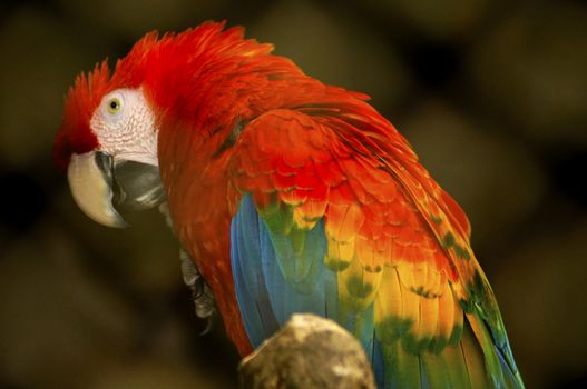 Brazil is the country with the largest number of representatives of the family Psittacidae, being named from the time of the discovery as "Land of Parrots."