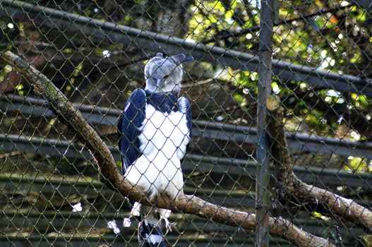 Birds of prey have many ways of hunting, and the intricate network of predator-prey and nature caused them to diversify and specialize to find his place in the sun