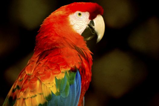 Brazil is the country with the largest number of representatives of the family Psittacidae, being named from the time of the discovery as "Land of Parrots."