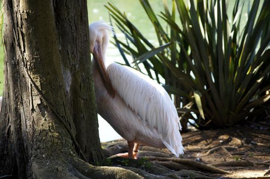 Habitat aquatic environments such as mangroves and muddy beaches, and undertakes seasonal migrations