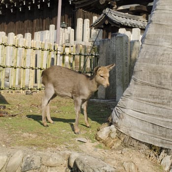Young Sika Deer, Cervus nippon on a meadow in Nara, Japan