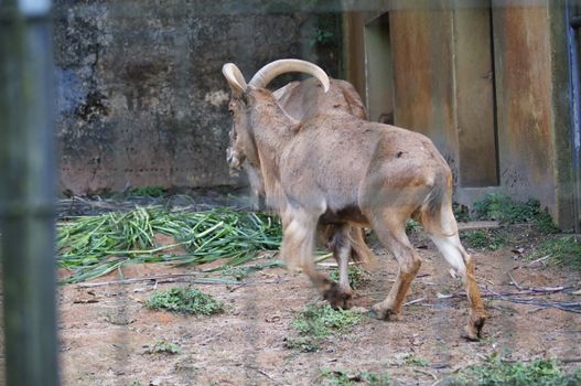 Animal typical of African savannah adaptable in zoological parks