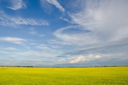 field rice on a background of the blue sky