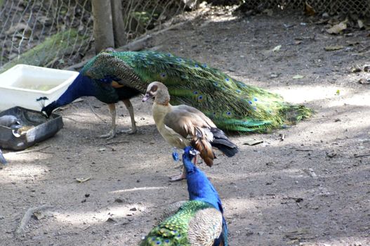 Egyptian origin, this duck is often found in Egypt and Middle East regions