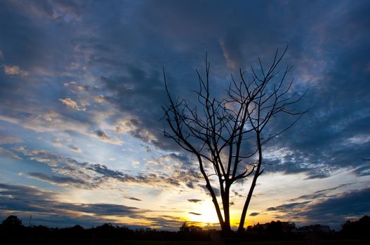 silhouette of died tree